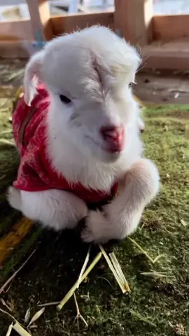 The happy little lamb😊#cute #baby #lamb #babygoat #babygoats