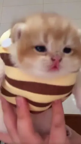 #catsvideo 