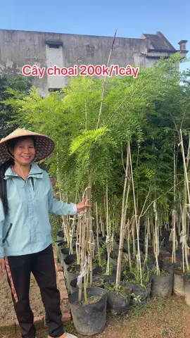Bồ kết choai em giao trực tiếp cho bác khách gần 200cây #caygiong #xuhuong 