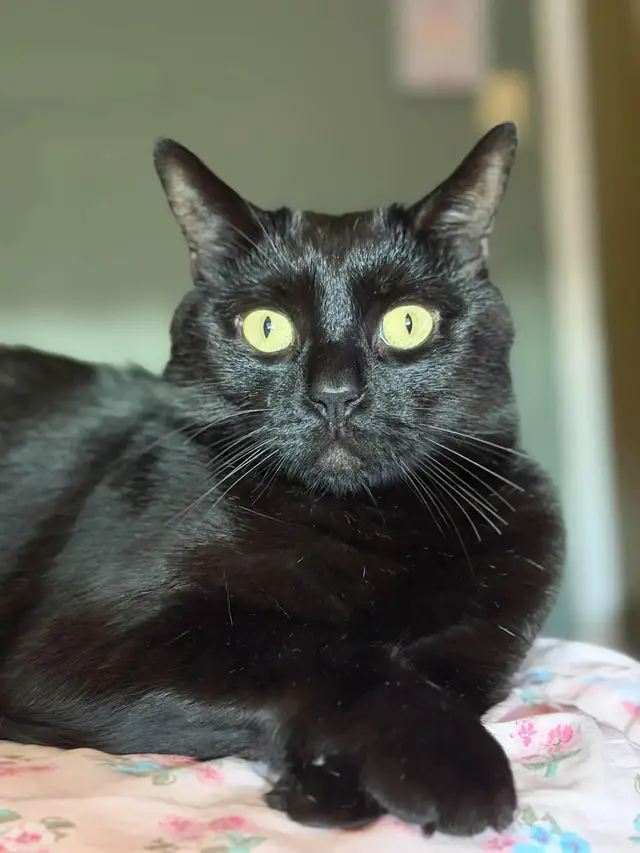 #grandkitty #grandcats #catlover #meow #catsoftiktok 