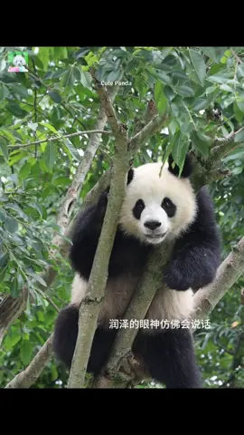 Such a cute little look!#大熊猫润泽 #fyppppppppppppppppppppppp #panda🐼 #fypシ 