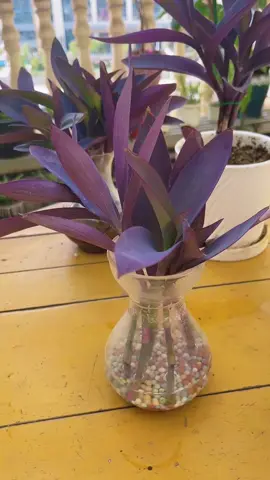 Ye trick 99% logon ko nahi pata! No Soil, No Tension. Sirf Pani! Video ko Save kar lein kaam aayegi. Follow for more easy gardening hacks! #allgreengarden #allgreengardenuk #PlantTok #gardeninghacks #purpleheartplant      