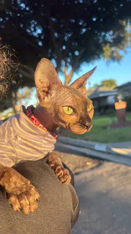 So true😍💚.                                #paraaaaaaaatiiiiiiiiiiiiiiiiiiiiiiii #sphynxlover #sphynx #catoftiktoks #Love 
