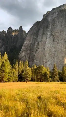 🧡💛 #Fall#yosemite#goldenhour 