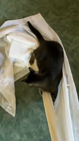 #cat #funny #drag #lol #yes