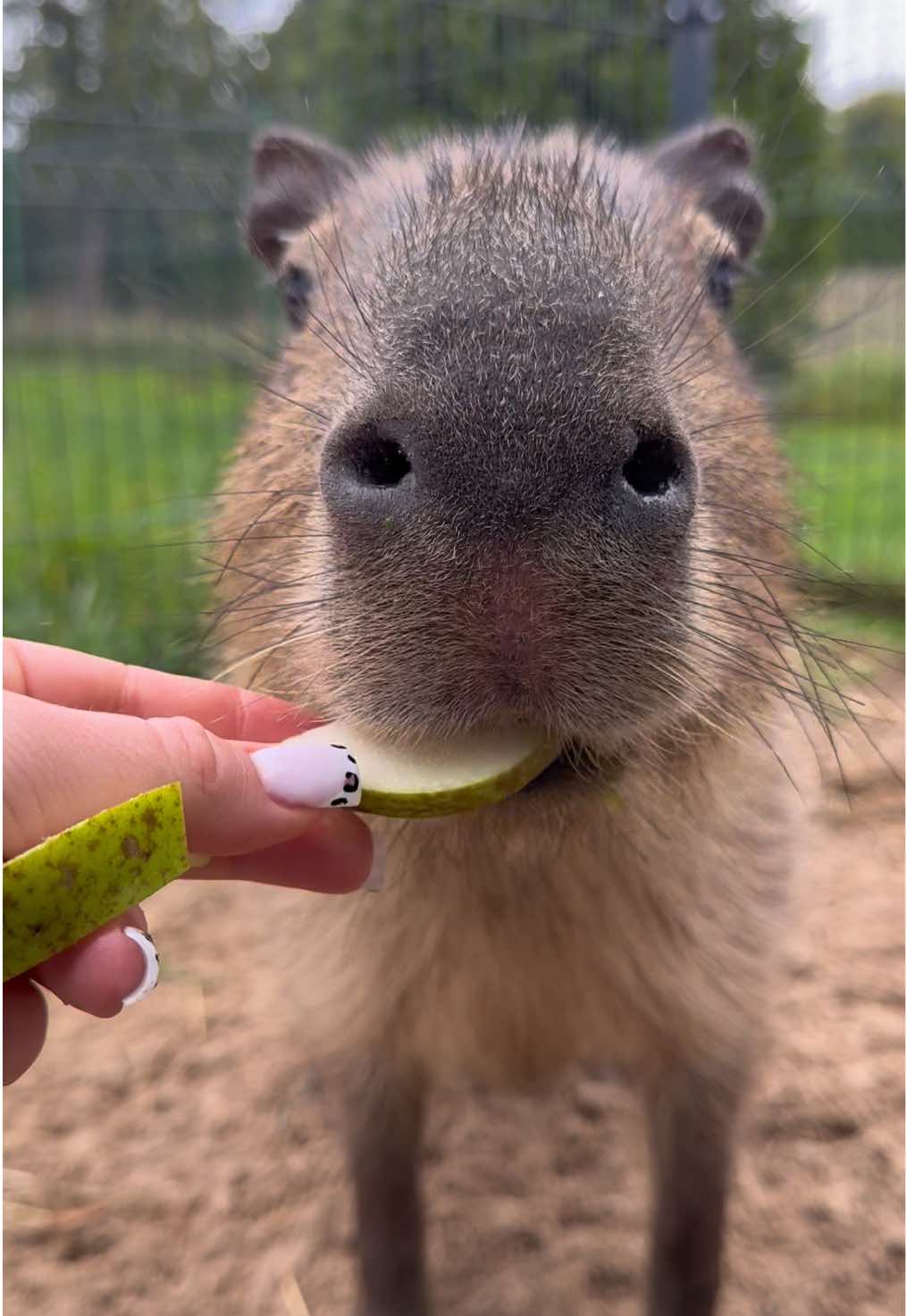 It was so delicious🤤!! #asmrsounds #capybara 
