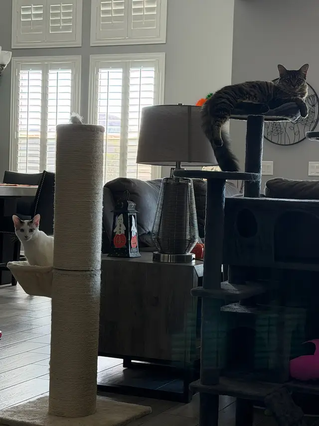 Rescue kitties always watching 🐈‍⬛🐈‍⬛#rescuekitten #catsoftiktok #rescueanimals #cutekitten 