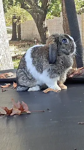 #happiness #cutebunny #Love #bunny 