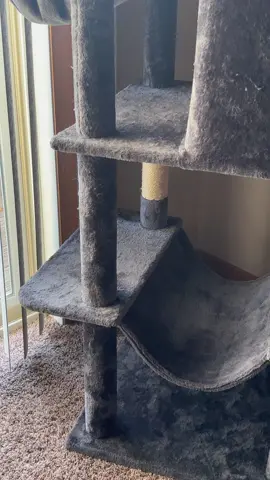 #PetsOfTikTok #catsoftiktok #kittensoftiktok #viral #fyp 