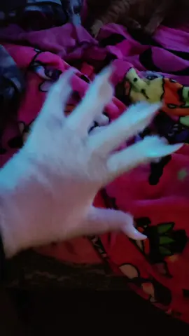 gloves  #furry 