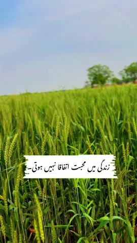 زندگی میں محبت اتفاقا نہیں ہوتی۔ واللہ زندگی میں لوگ یوں ہی اتفاقا  نہیں ملتے۔ #foryou #tiktok #islam #trending 