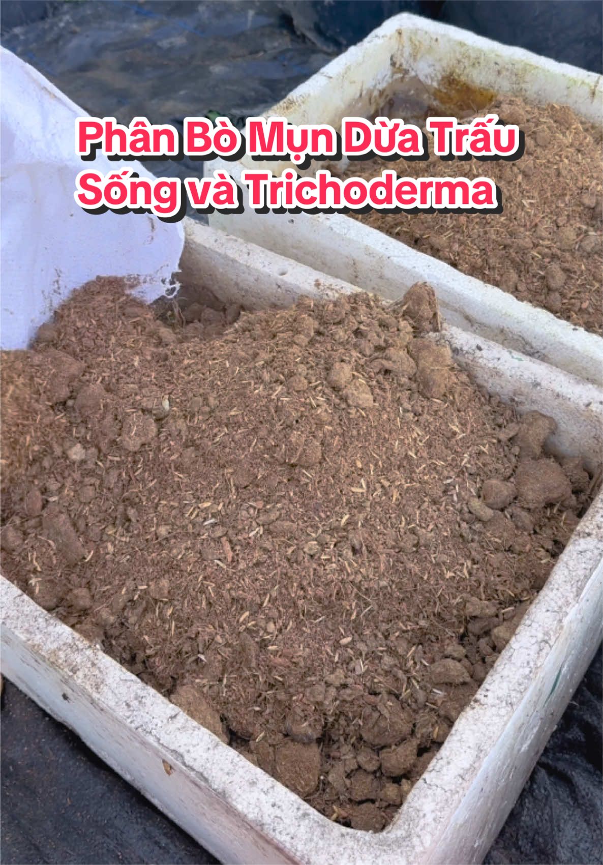 Phân bò mụn dừa trấu sống và trichoderma được phối trộn sẵn bao 10kg #giathetrongcay 