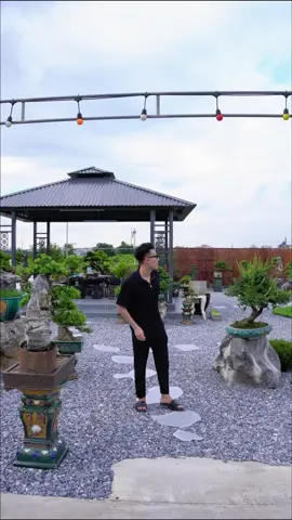 Cây to nhỏ đủ cả