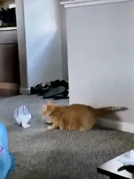 El gato más gracioso del Internet. #GatoLoco #HumorDeGatos #GatosChistosos #GatoExtraño #viralgatos