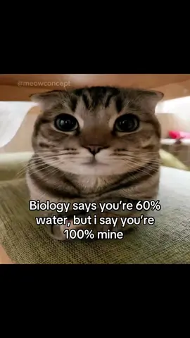 You’re 100% mine #catsoftiktok #couplegoals #real #meowconcept #foryoupage 