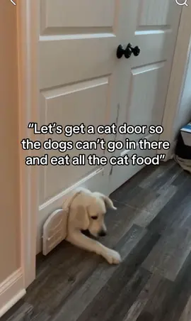 I guess they showed us #dogsoftiktok #dogtok #goldenretriever #catsoftiktok #PetsOfTikTok 