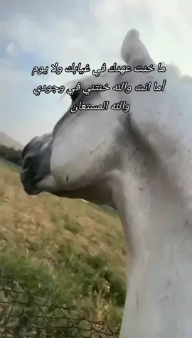 #الحصان الاصيل ال شنيف  #نصائح_مفيدة #ترندات_تيك_توك_جديدة #مصر_العراق_السعودية_تونس_المغرب_الجزائر #الشعب_الصيني_ماله_حل😂✌️ 