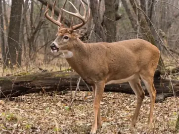 #vacations #deer #fall #country #archery 