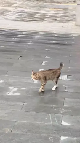 #viralvideo #sadstore #sadcat😭😭😭😭😭😭 