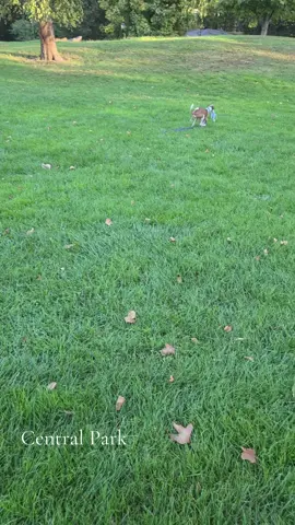 Living his best life #creatorsearchinsights #dogvideosontiktok #italiangreyhound #newyork #cute 