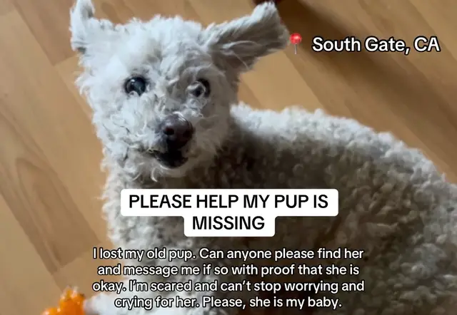 I’ve searched all over the city for her but I don’t see her. She suddenly wander off at 4 am yesterday, and we didn’t notice because we thought our neighbor was taking care of her at the time. Now she is gone and I am distressed. Please help, I want her to be safe.