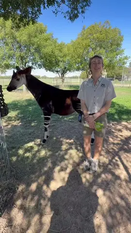 World Okapi Day is coming up on October 18, so we’re putting the spotlight on one pretty incredible species. Taylor is sharing more about okapi conservation, the challenges they face in the wild, and why protecting their future matters. Want to learn even more about them? Come meet our okapis during an Okapi Behind-the-Scenes experience! Send us a message to book. #okapi #endangeredspecies #kansas #animalencounters #conservation Okapi Conservation Project