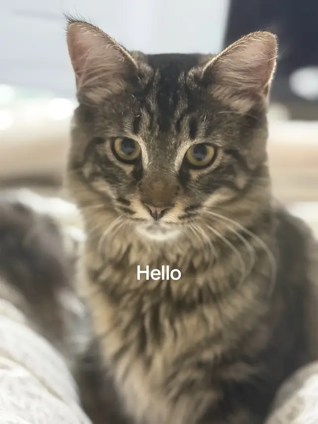 #rescuecat #beauty #stitch #beautifulcat 