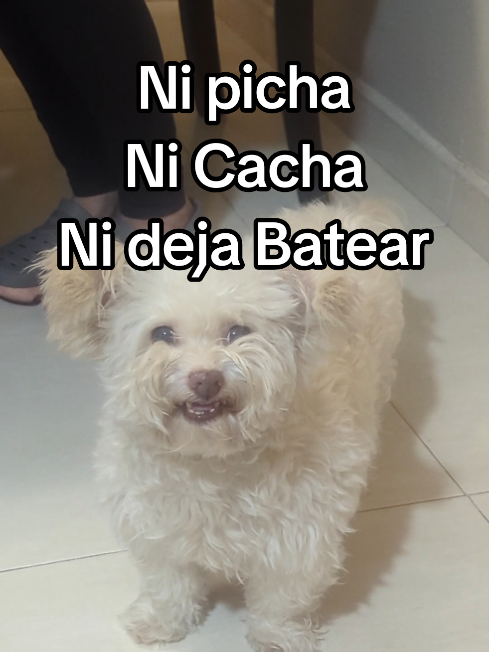 no deja hacer nada este niño  #cesar #perroviral #adoptanocompres #PetsOfTikTok #dogsoftiktok 