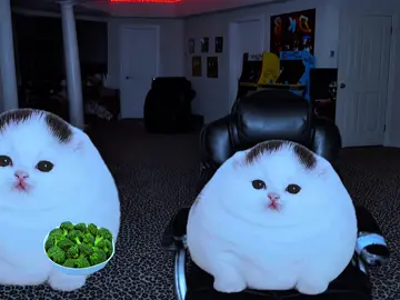 #Meme #MemeCut @kittpidd 