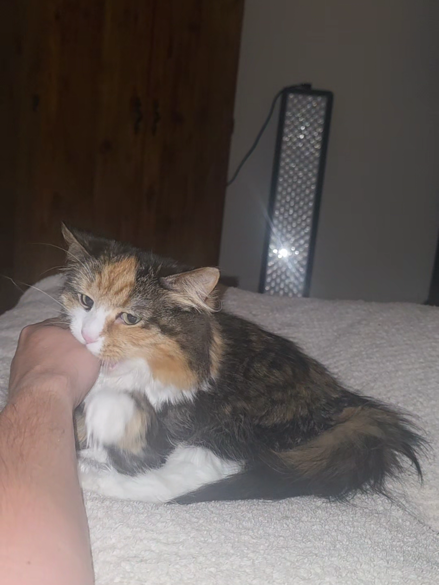 #fyp #viral #catlover #cat #catsoftiktok 