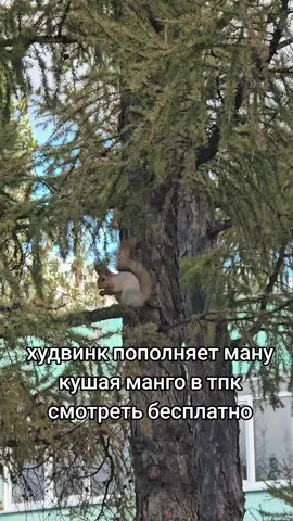 Hoodwink (в русскоязычном сообществе часто называют «Белка» или «Прохвостка») — это герой дальнего боя из игры Dota 2. Это ловкая и проворная героиня, которая использует арбалет и жёлуди, чтобы контролировать врагов и создавать ловушки в виде деревьев. Hoodwink выросла в лесах Кримвола, но из-за деятельности лесопилок была вынуждена покинуть дом и переселиться в туманную рощу Томо'кан. Теперь она противостоит захватчикам, которые посягают на её лес, попутно прикарманивая вещи врагов.  #дота2 #dota #teamspirit #dota2 