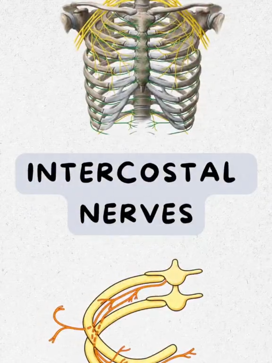 #creatorsearchinsights  Intercostal Nerve Explained With Crystal Clear Concepts kindly follow our account for more informative videos.. #Anatomy  #medicalstudent  #trending  #viral 