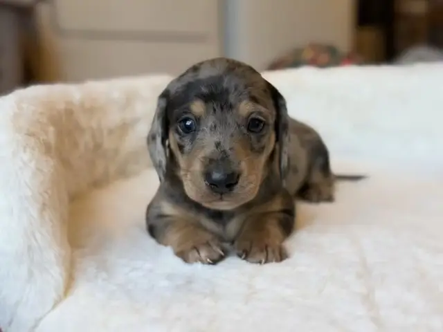 #dachshund #dachshundsoftiktok #dachshundpuppy #dachshundaddict #doxie 