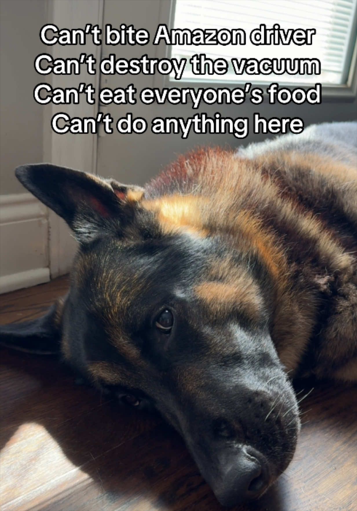 Life is getting ruff 🥹  #GermanShepherd #GSD #SadDog #DogHumor #DogTok 