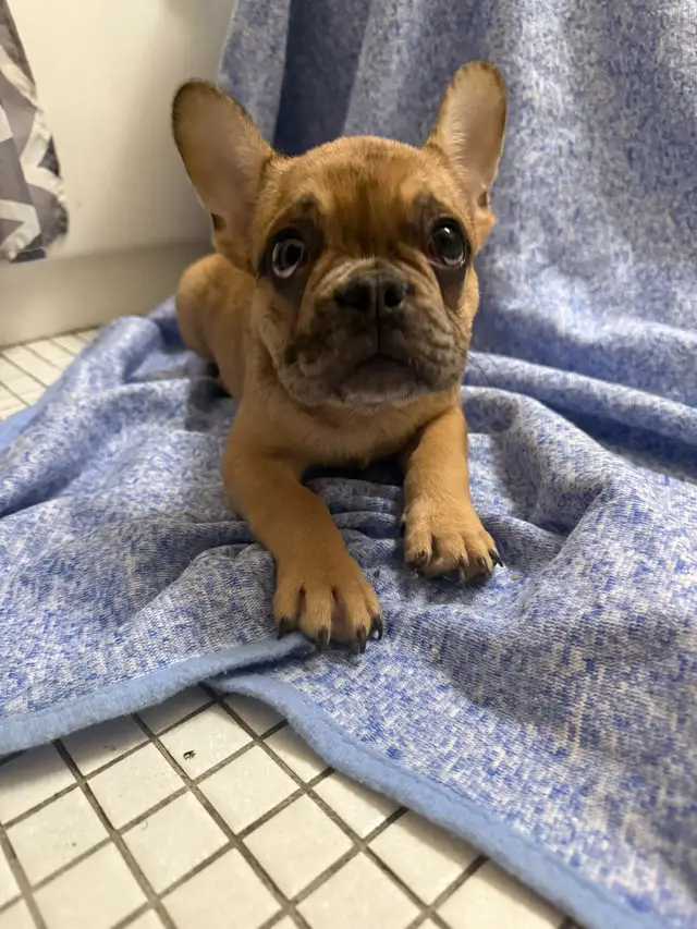 Looking for a purebred male French bulldog puppy? We have great deals on puppies available in Massachusetts!  #frenchbulldog #frenchbulldogpuppiesforsale #boston #massachusetts #puppytiktok 