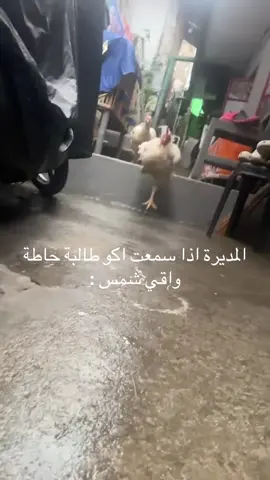 حموتتت#مالي_خلق_احط_هاشتاقات🧢 