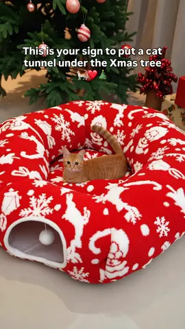 Comment “CAT” IF you NEED THIS!🐈❤️#usa#cats #catlove#cat#animals USA, America, American, Seattle, NYC, California, Texas, Miami, Boston, Chicago,