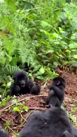 How many gorilla families are in Bwindi national park. Bwindi Impenetrable National Park currently has 23-24 fully habituated gorilla families open for tourism plus 2 families under habituation for the 4-hour experience spread across its 4 sectors: Buhoma in the north, Ruhija in the east, and Rushaga and Nkuringo in the south, with Rushaga having the most families (around 8-10). In total including unhabituated and research groups, the park shelters about 27 families and around 600 mountain gorillas, almost half of all mountain gorillas left in the world. #ugandasafari #primates #gorillatours #safari