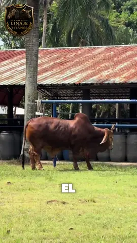 Un toro fuerte, resistente y hecho para la montaña #fyp #animals 