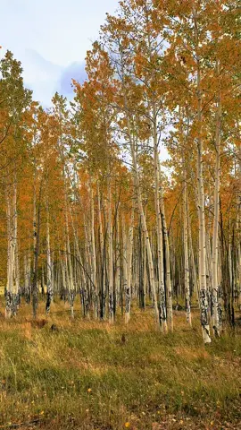 Leaf peeping 🍂👀🍁 #fall #flagstaff #fallcolors #leafpeeping #arizona 