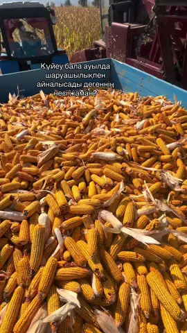 #ауылаймағыңсгин 