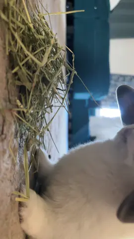 My whole 💜 #bunny #cute #eating #asmr #makethisviral 
