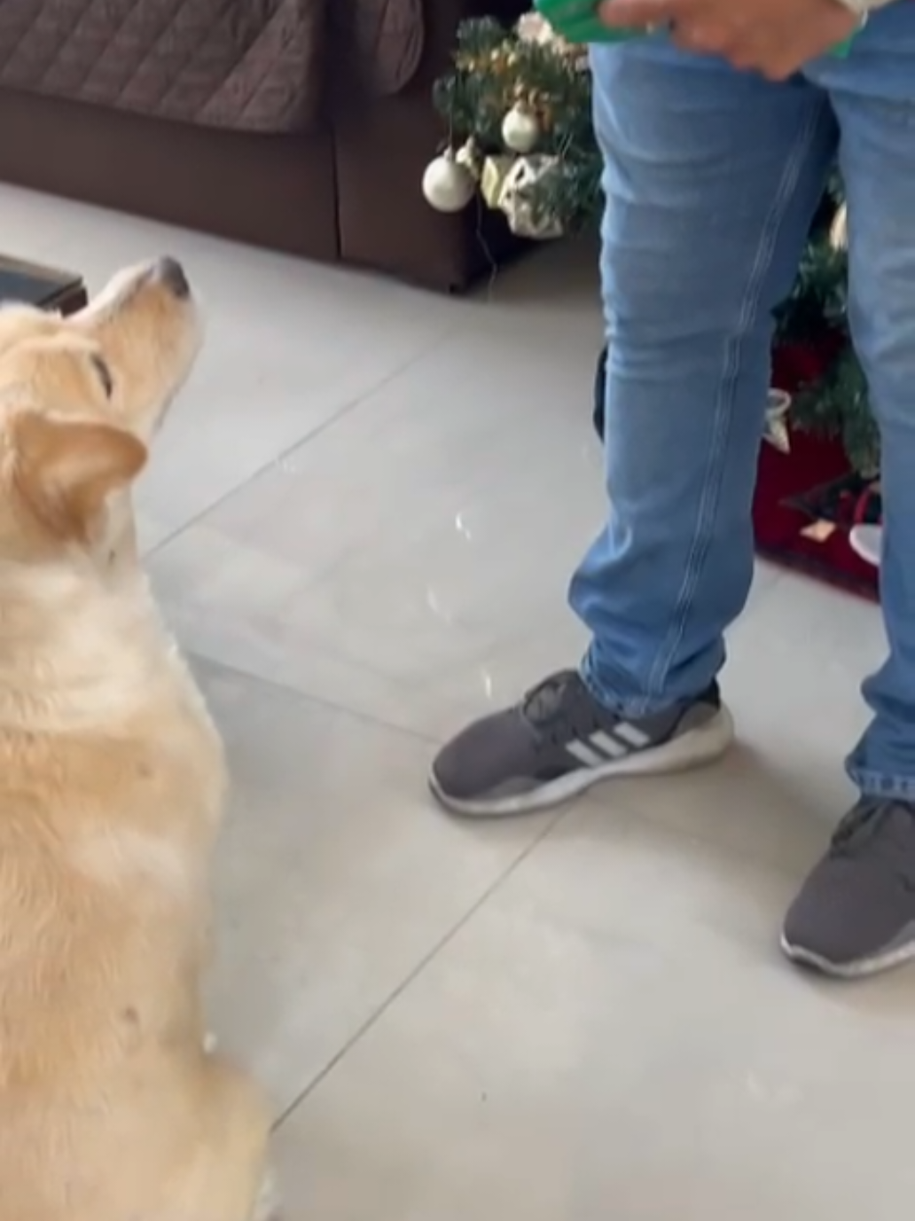 Será que llego a la quincena? #humor #pagardeudas #mascotas #deudas #reels