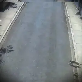 #CapCut 