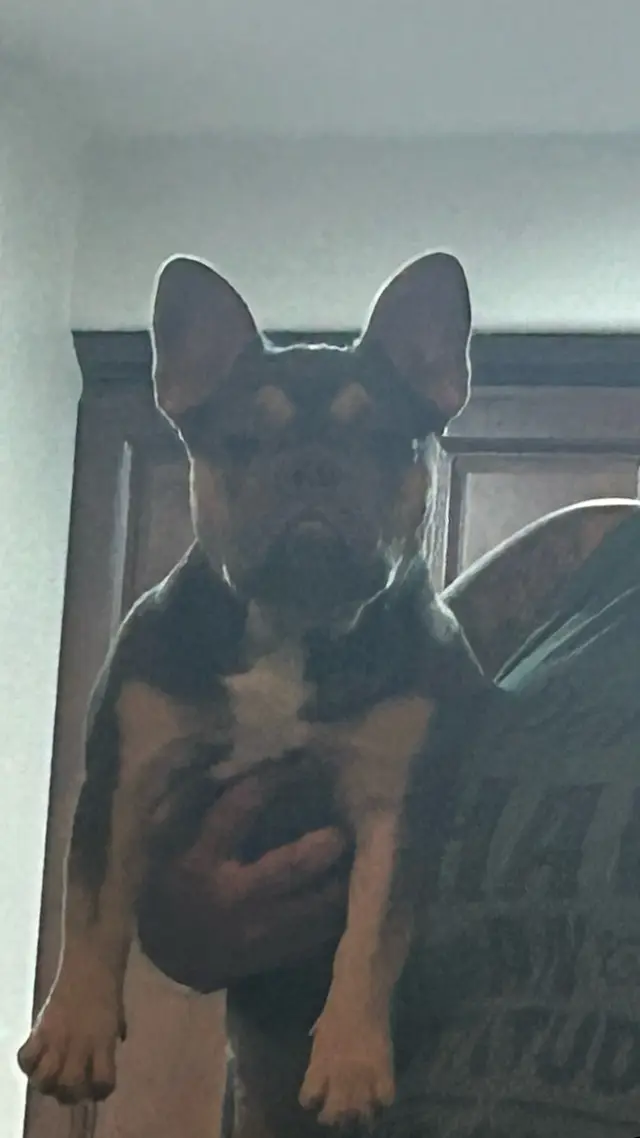 That’s my dog 🐕
