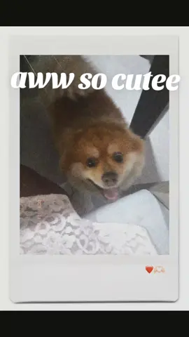 so cuteeee zimba wimba @Its.🏐livia!!!🇲🇽 #dogg #cutee #zimba 