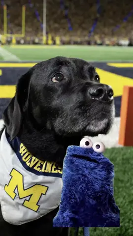Victor = the cutest wide retriever in the game 〽️🐾🏈
