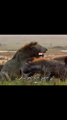 حين تكالبت الضباع على الأسد الجريح، لم يتخلَّ عنه أخوه 🇸🇦🇾🇪#السعودية #اليمن #fyp #وثائقي #الاسود  @hamad._1993 🇸🇦  