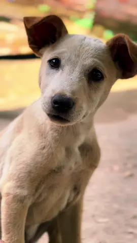 Our mission is simple: Rescue, Rehabilitate, and Rehome.🙏🙏😭😭💔#RescueStory🥹🥺😢🙏😇💔❤️ 