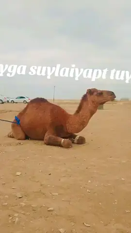 Samarqand da togʻalari tuyga tuya suyilayapti 👍🏻👍🏻